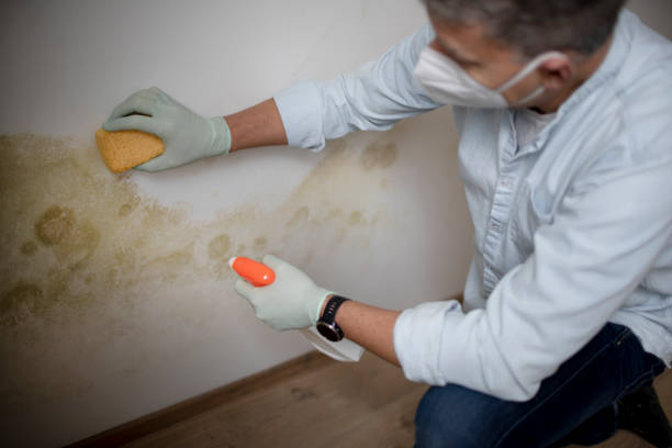 Best Home Mold Removal  in Port Hadlock Irondale, WA