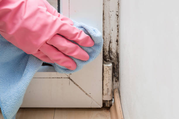 Best Office Mold Removal Services  in Port Hadlock Irondale, WA