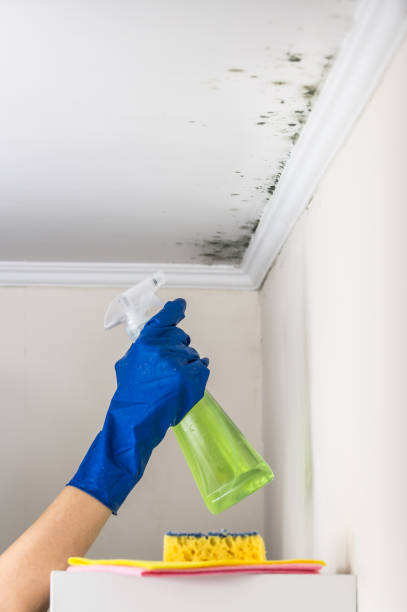 Best Attic Mold Removal  in Port Hadlock Irondale, WA